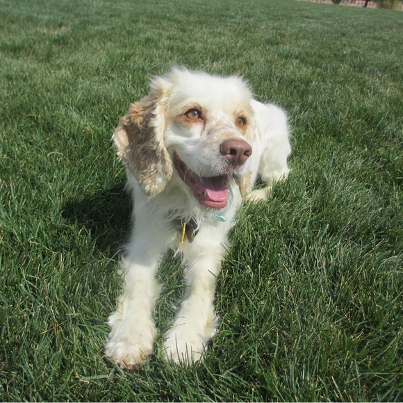 Meet your Posher, Marci - Picture 1 of 4